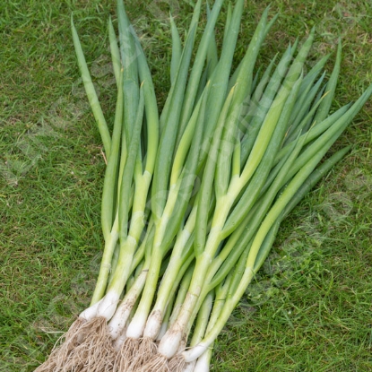 Picture of Onion Spring Gerda