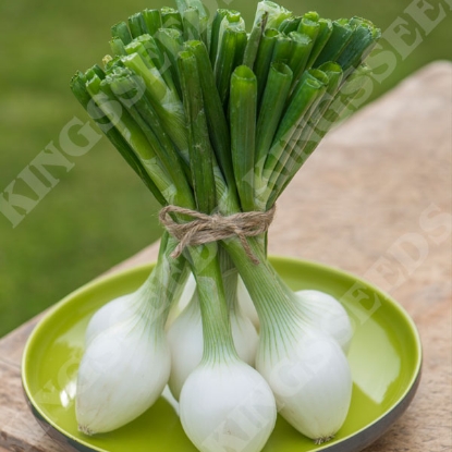 Picture of Onion White Star F1