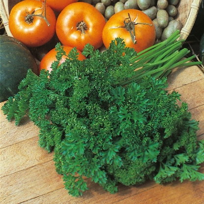 Picture of Parsley  Darki