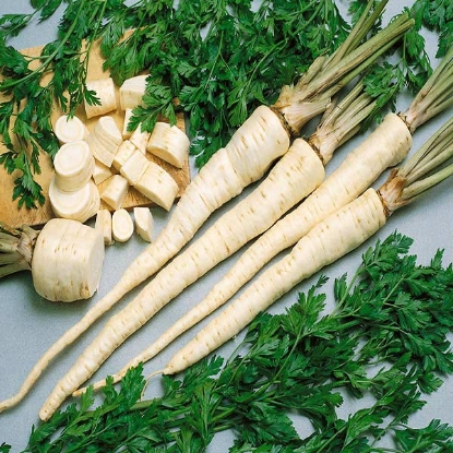 Picture of Parsley  Root Hamburg