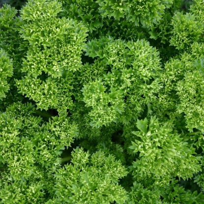 Picture of Parsley  Moss Curled