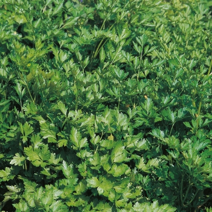 Picture of Parsley Plain or French Seeds