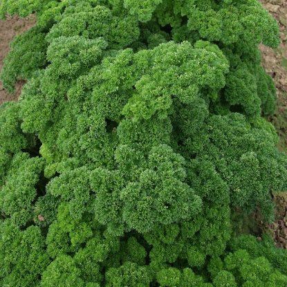 Picture of Parsley  Afrodite