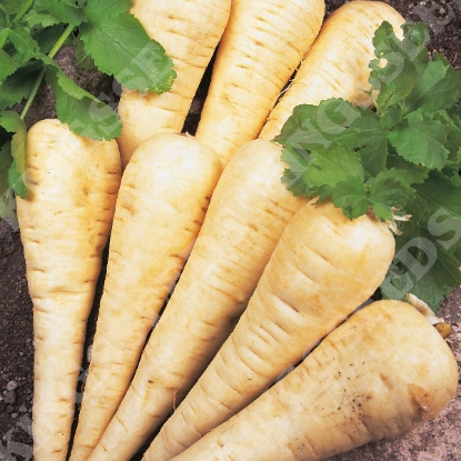 Picture of Parsnip  Hollow Crown - Grower Pack