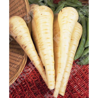 Picture of  Parsnip Imperial Crown