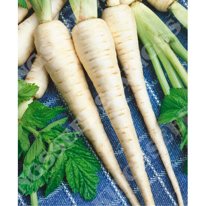 Picture of  Parsnip  Tender and True - Grower Pack