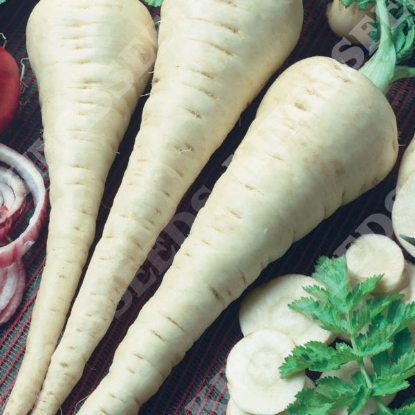 Picture of Parsnip  Gladiator F1(RHS Award of Garden Merit)