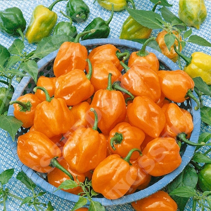 Picture of Pepper (Chilli) Habanero Orange PPP A.Capsicum chinese B.GB40557 C.Lot pkt D.GB