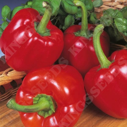 Picture of Pepper (Sweet) Beauty Bell F1 PPP A.Capsicum annuum B.GB40557 C.Lot D.GB