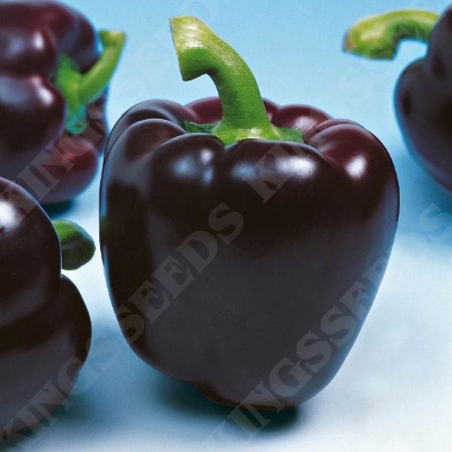 Picture of Pepper (Sweet) Mavras F1 PPP A.Capsicum annuum B.GB40557 C.Lot D.GB