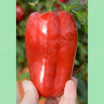 Picture of Pepper (Sweet) Redskin F1 PPP A.Capsicum annuum B.GB40557 C.Lot D.GB