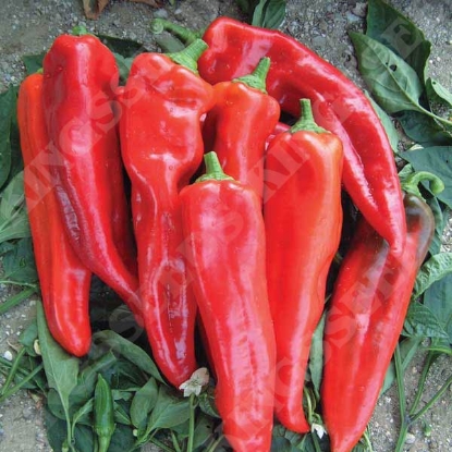 Picture of SALE Pepper (Sweet) Thor F1PPP A.Capsicum annuum B.GB40557 C.Lot D.GB