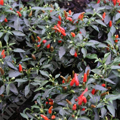 Picture of Pepper (Chilli) Demon Red  PPP A.Capsicum annuum B.GB40557 C.Lot pkt D.GB