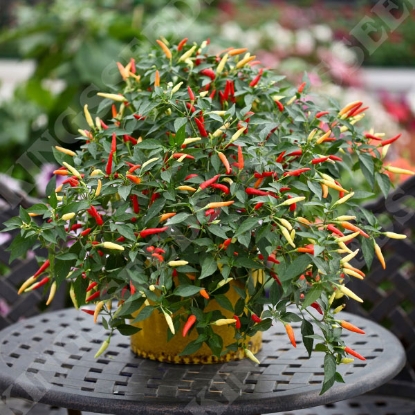 Picture of Chilli Pepper Basket Of Fire F1