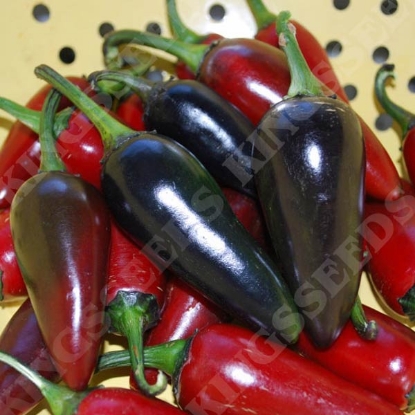 Picture of Pepper Hungarian Black PPP A.Capsicum annuum B.GB40557 C.Lot pkt D.GB