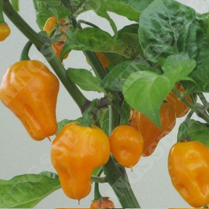 Picture of Chilli Pepper Trinidad Perfume