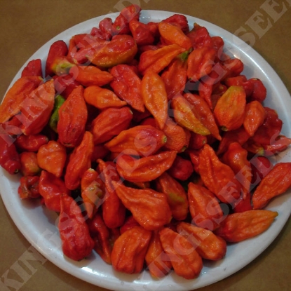 Picture of Pepper (Chilli) Bhut Jolokia  PPP A.Capsicum chinese B.GB40557 C.Lot pkt D.GB