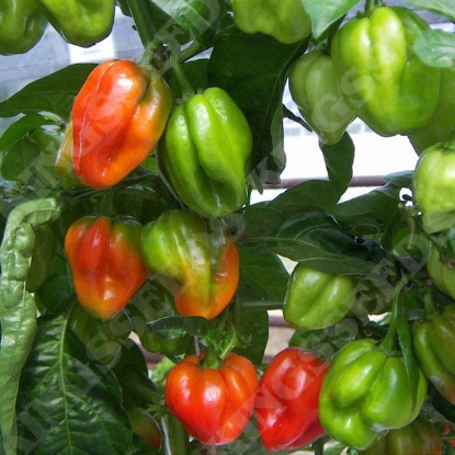 Picture of Pepper Chilli Scotch Bonnet Red PPP A.Capsicum chineseB.GB40557C.Lot pkt D.GB