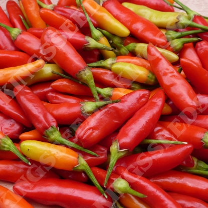 Picture of Chilli Pepper Tabasco