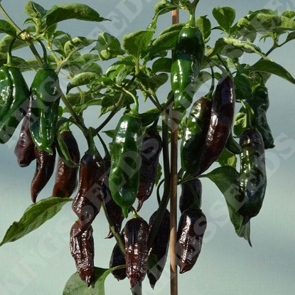 Picture of Pepper  Chilli Machu Pichu  PPP A.Capsicum chinese B.GB40557 C.Lot pkt D.GB