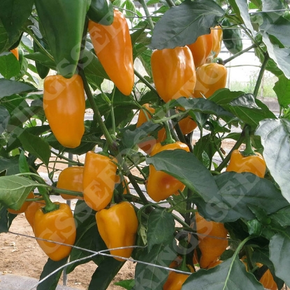 Picture of Pepper (Sweet) Midas PPP A.Capsicum chinese B.GB40557 C.Lot pkt D.GB