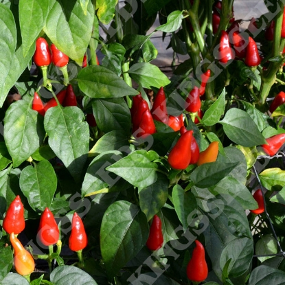 Picture of Pepper Chilli Turkish Pickling PPP A.Capsicum chinese B.GB40557 C.Lot pkt D.GB