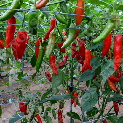 Picture of Pepper Chilli Aji Delight PPP A.Capsicum chinese B.GB40557 C.Lot pkt D.GB