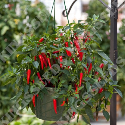 Picture of Pepper Chilli Cayannetta  PPP A.Capsicum chinese B.GB40557 C.Lot pkt D.GB