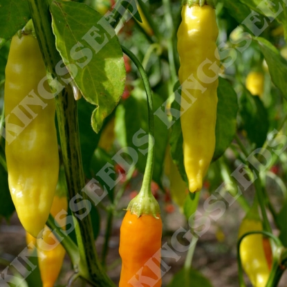 Picture of Pepper Chilli Havana Gold PPP A.Capsicum chinese B.GB40557 C.Lot pkt D.GB