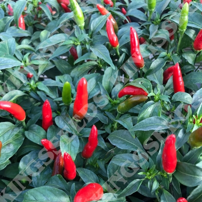 Picture of Pepper Chilli Quickfire F1 PPP A.Capsicum chinese B.GB40557 C.Lot pkt D.GB