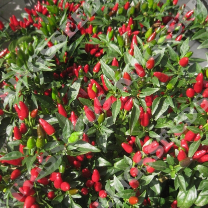 Picture of Pepper (Chilli) Fiery Flames PPP A.Capsicum chinese B.GB40557 C.Lot pkt D.GB