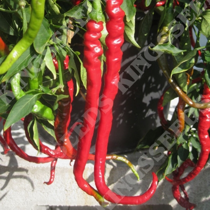 Picture of Pepper (Chilli) Fiery Tongues  F1 PPP A.Capsicum chinese B.GB40557 C.Lot pkt D.G