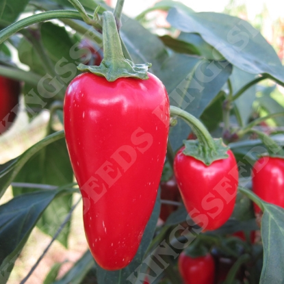 Picture of Pepper (Chilli) Gourmet Jalapeno PPP A.Capsicum chinese B.GB40557 C.Lot pkt D.GB