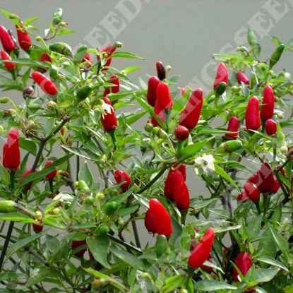 Picture of Pepper (Chilli) Hot Thai PPP A.Capsicum chinese B.GB40557 C.Lot pkt D.GB