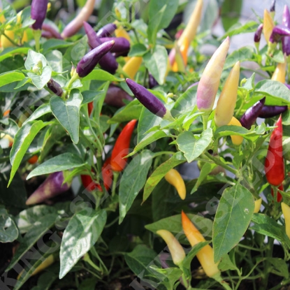 Picture of Pepper (Chilli) Jazz PPP A.Capsicum chinese B.GB40557 C.Lot pkt D.GB