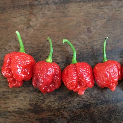 Picture of Pepper (Chilli) Trinidad Scorpion PPP A.Capsicum chinese B.GB40557 C.Lot pkt D.G