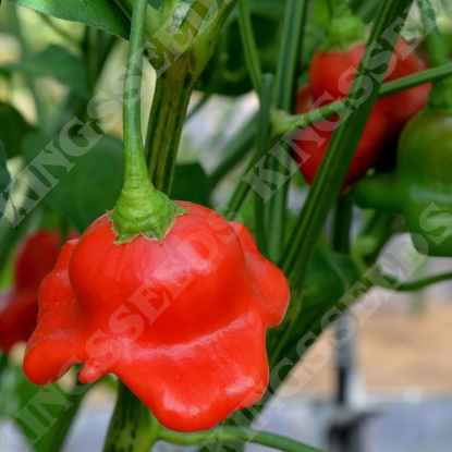 Picture of Pepper (Chilli) Bishops Crown PPP A.Capsicum chinese B.GB40557 C.Lot pkt D.GB