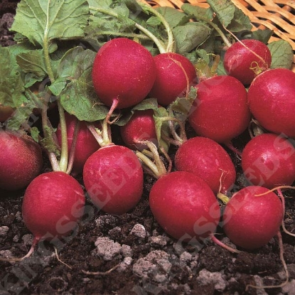 Picture of Radish  Cherry Belle