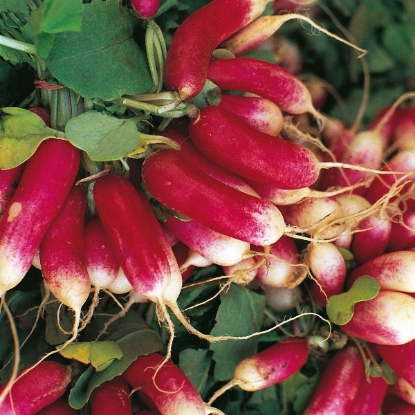 Picture of Radish  French Breakfast - Grower Pack