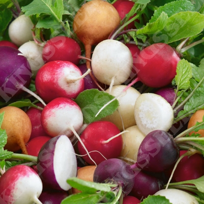 Picture of Radish  Mixed