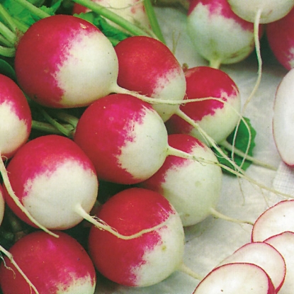 Picture of Radish  Sparkler