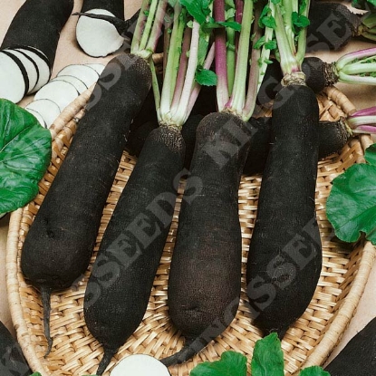 Picture of Radish  Black Spanish Long (Moolli Type)