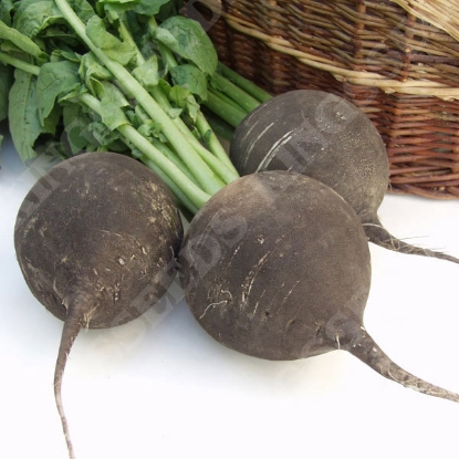 Picture of Radish  Black Spanish Round