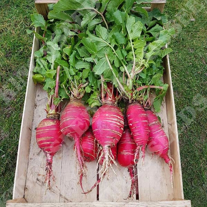 Picture of Radish  China Rose