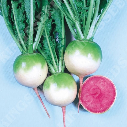 Picture of Radish  Red Meat