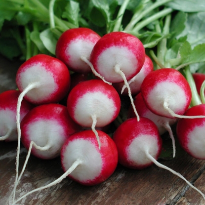 Picture of SALE - Radish  Poloneza