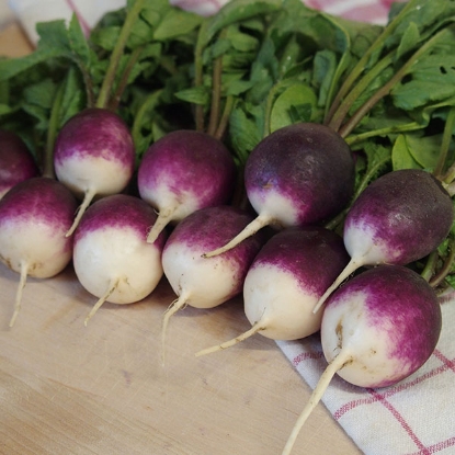 Picture of Radish  Diana