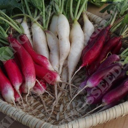 Picture of Radish  Multicoloured Breakfast Mixed