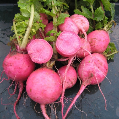 Picture of SALE - Radish  Redmoon F1