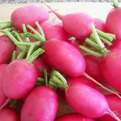 Picture of  Radish Pink Lady Slipper